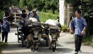 Balade en charrette à boeufs, Ecomusée d'Alsace