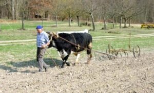 Bouvier en démonstration
