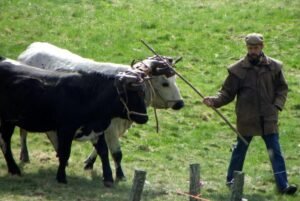 bernard chambert 7 ok