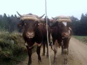 guillaume chautard 1 ok