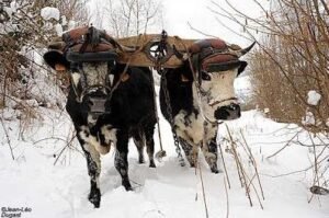 jean léo dugast boeufs chez p kulhmann ok