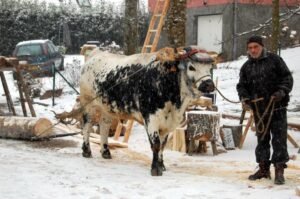 kammerer andré 11 ok