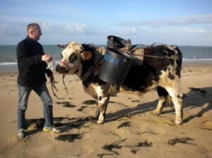 olivier nicolle 3 ok