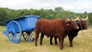 sebastien bonnot 2 ok