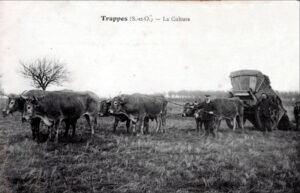 Les autres grandes attelées 2 ok