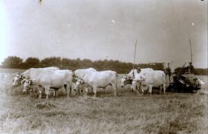 Les autres grandes attelées 5 ok