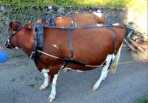 sellerie blaser 2 ok