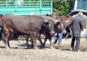 bazillac 2014 photos CDTE 65 no 10 ok