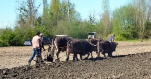 bazillac 2014 photos CDTE 65 no 42 ok