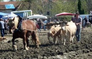 bazillac 2014 photos CDTE 65 no 43 ok