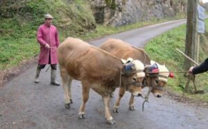 renat julié dressage méras 19 ok