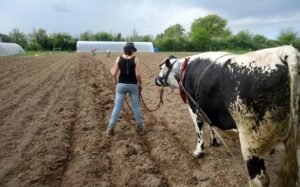 Solène gaudin patates 2014 214 ok