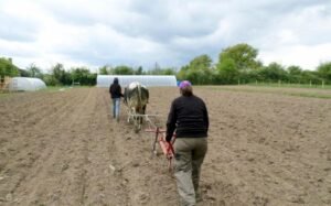 Solène gaudin patates 2014 226 ok