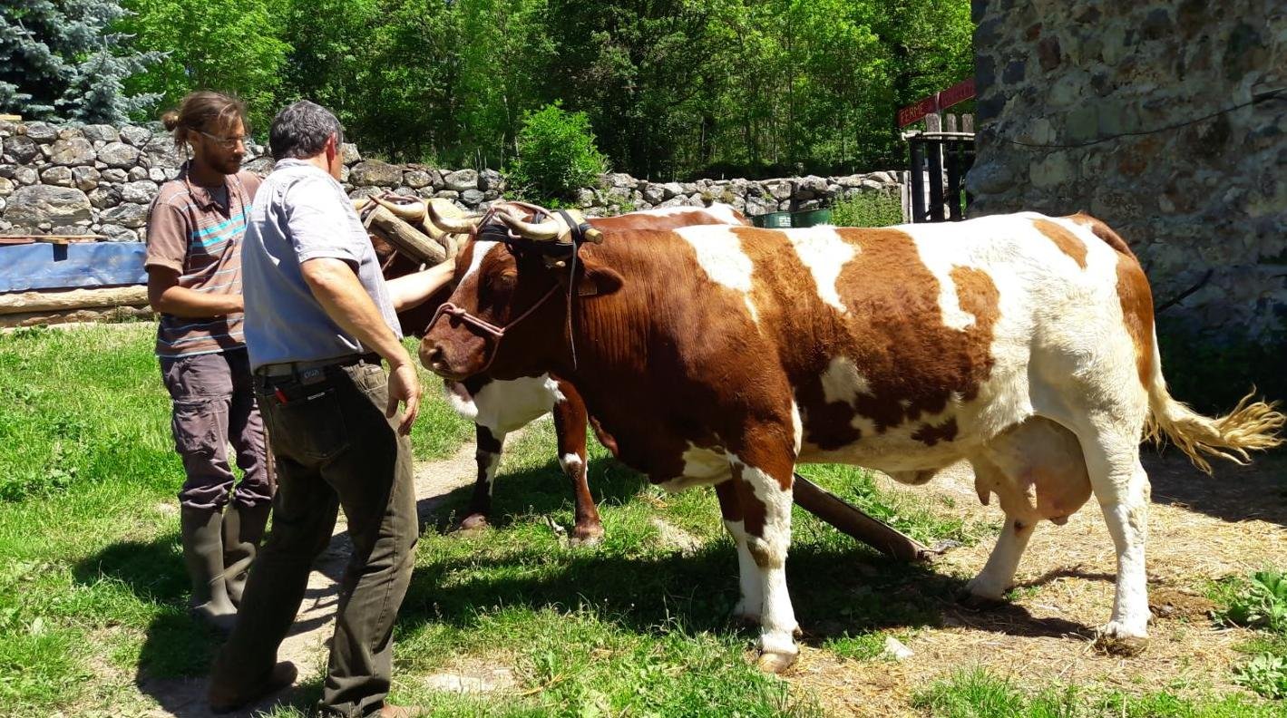 mickaël Bojados 12 ok