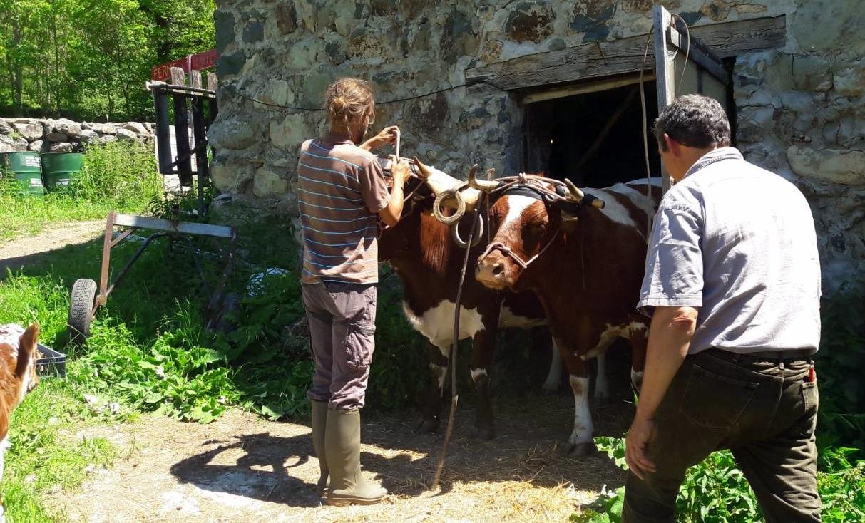 mickaël Bojados 14 ok