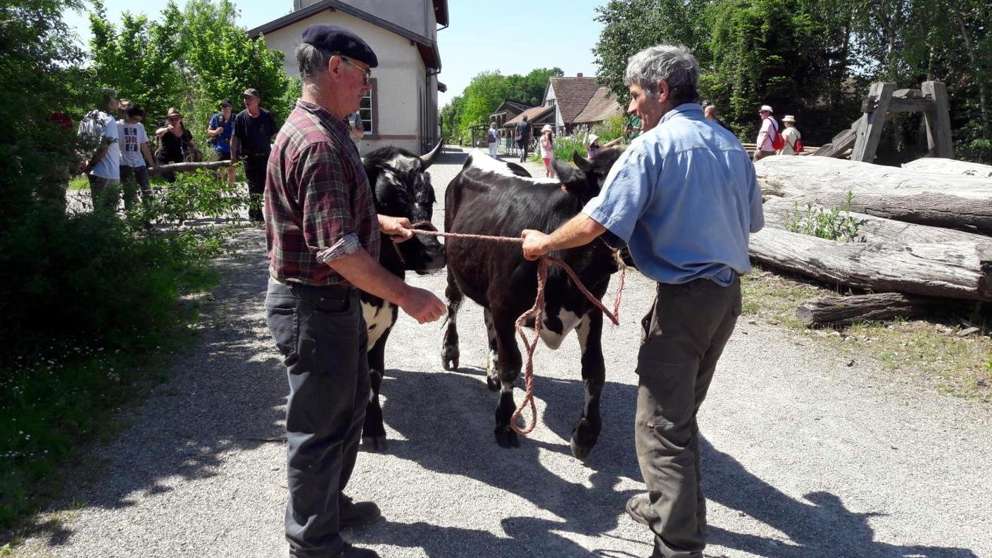 rencontres 2017 alsace 20 ok