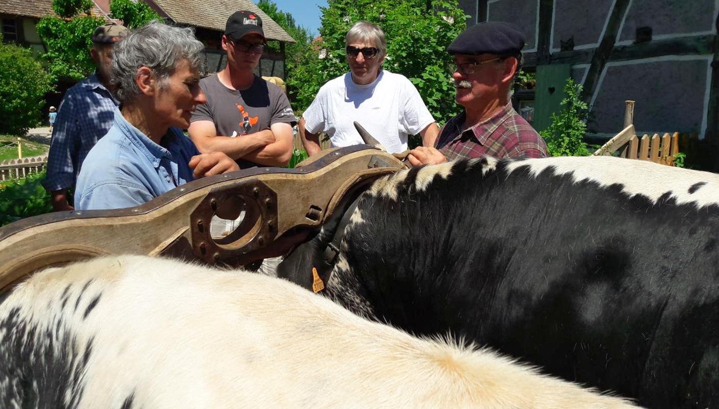 rencontres 2017 alsace 28 ok