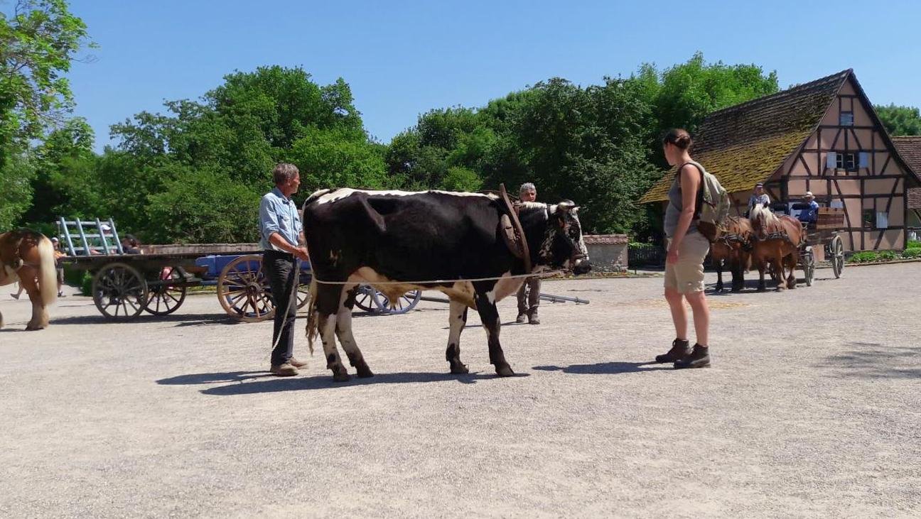 rencontres 2017 alsace 32 ok