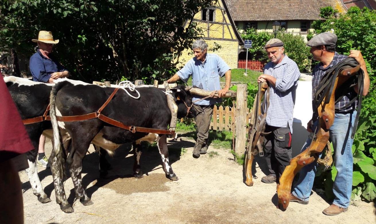 rencontres 2017 alsace 6 ok