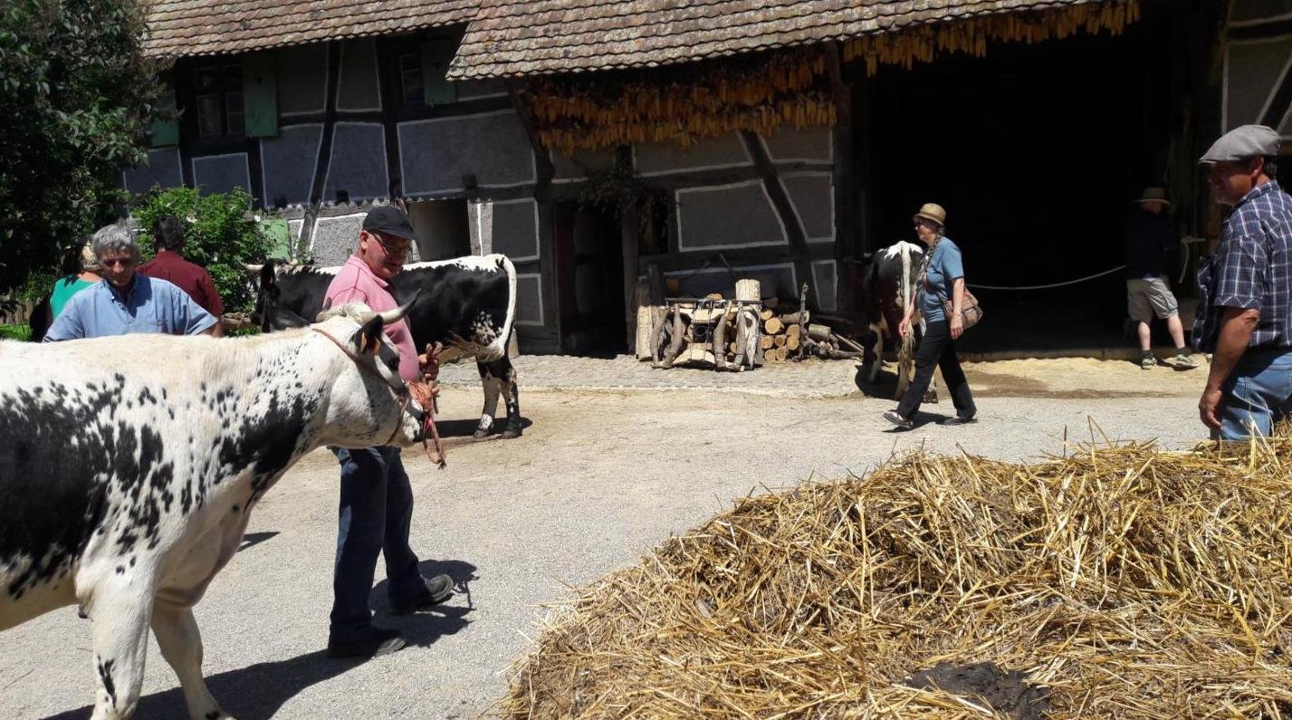 rencontres 2017 alsace 9 ok