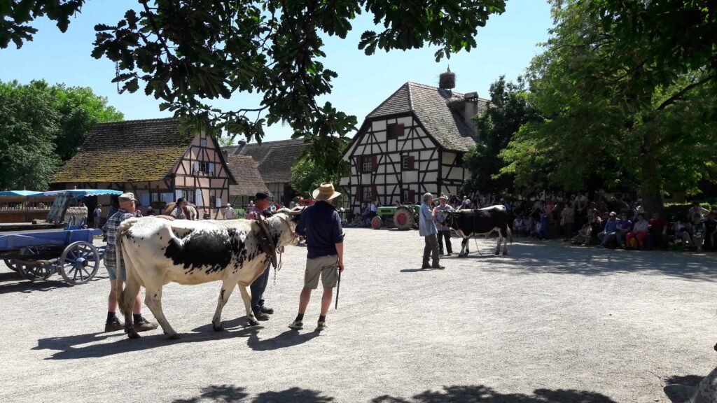 rencontres 2017 alsace ok (29). Boeufs, attelage bovin et vaches