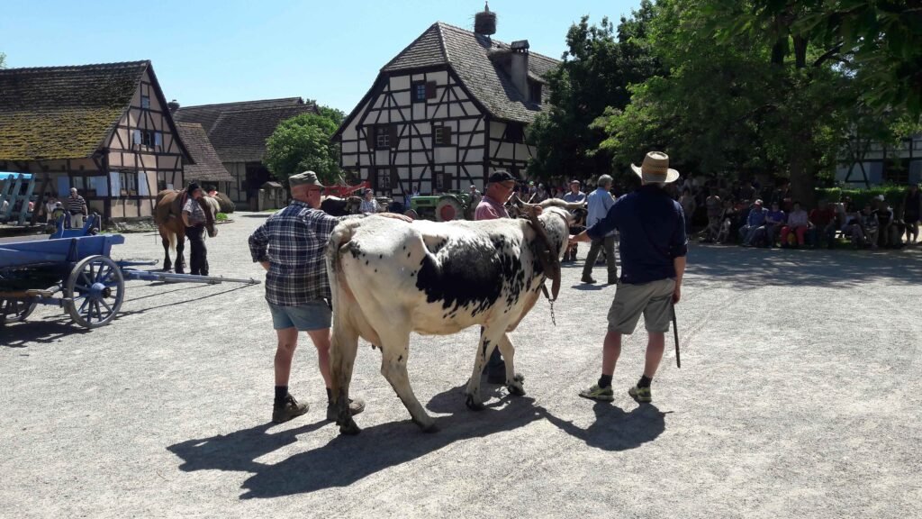 rencontres 2017 alsace ok (30)