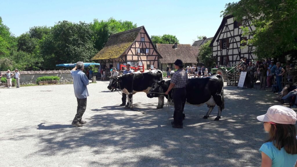 rencontres 2017 alsace ok (32)