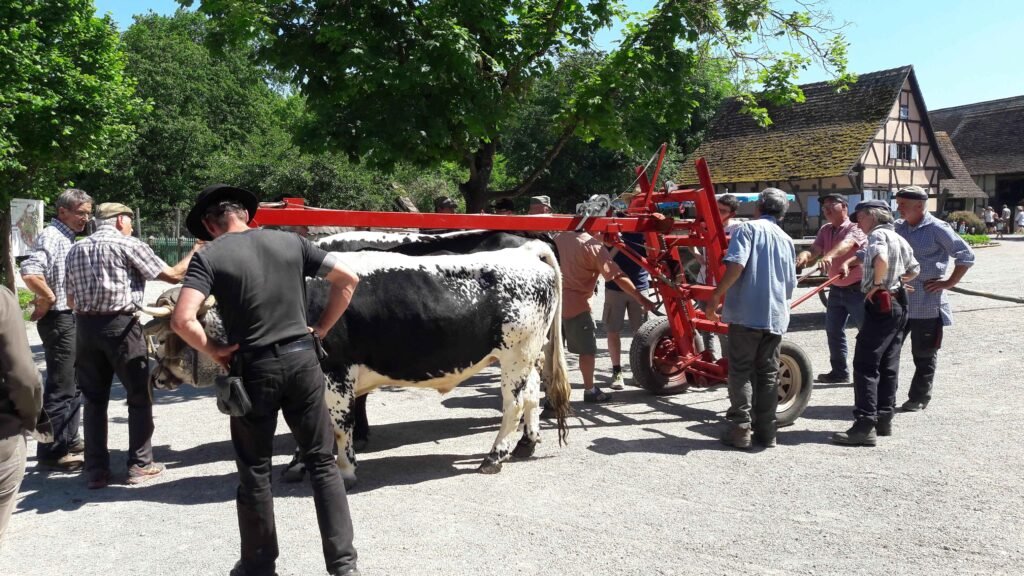 rencontres 2017 alsace ok (37)