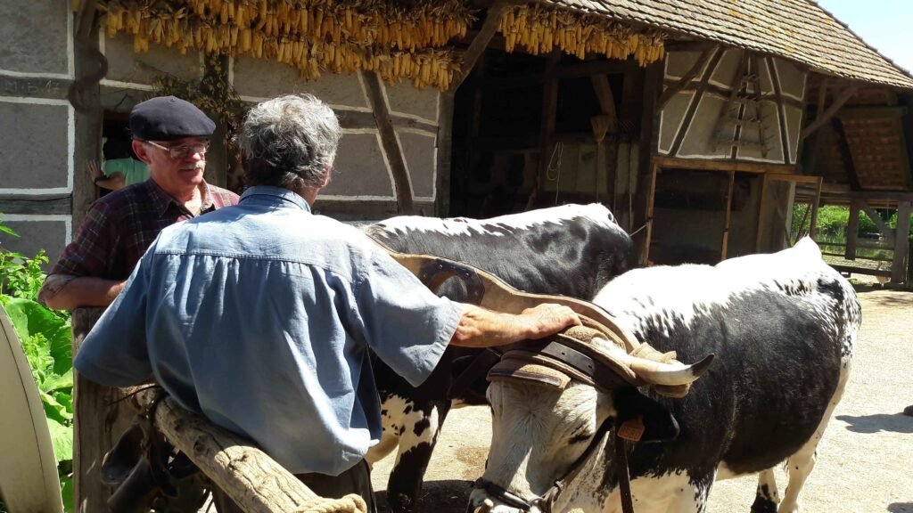 rencontres 2017 alsace ok (43)