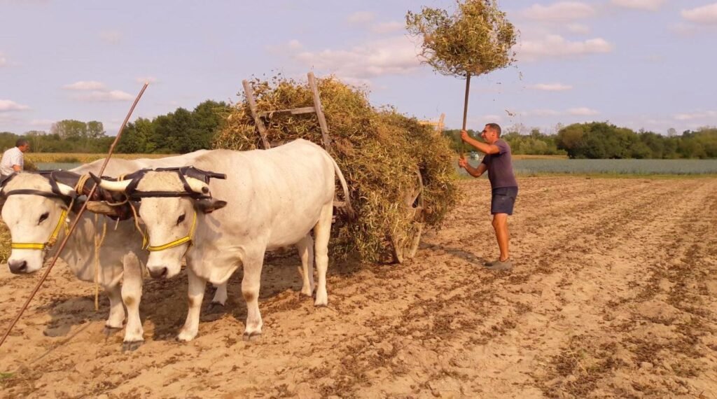 petits riz janaudy 9 ok