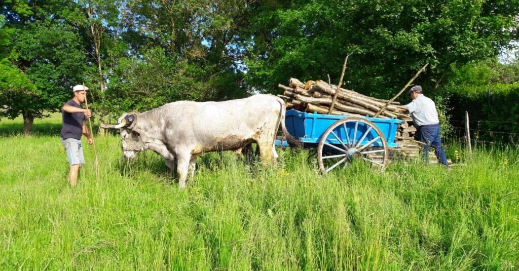 charrois bois L Janaudy 1 ok