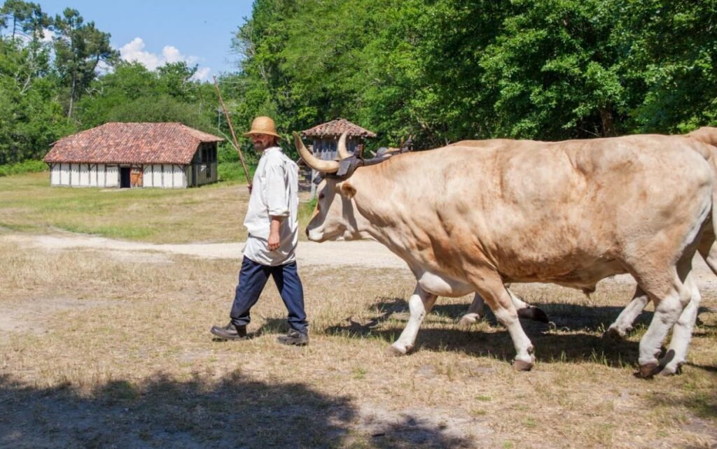 Marqueze-2015-J5-BenoitZebra-28 c ok