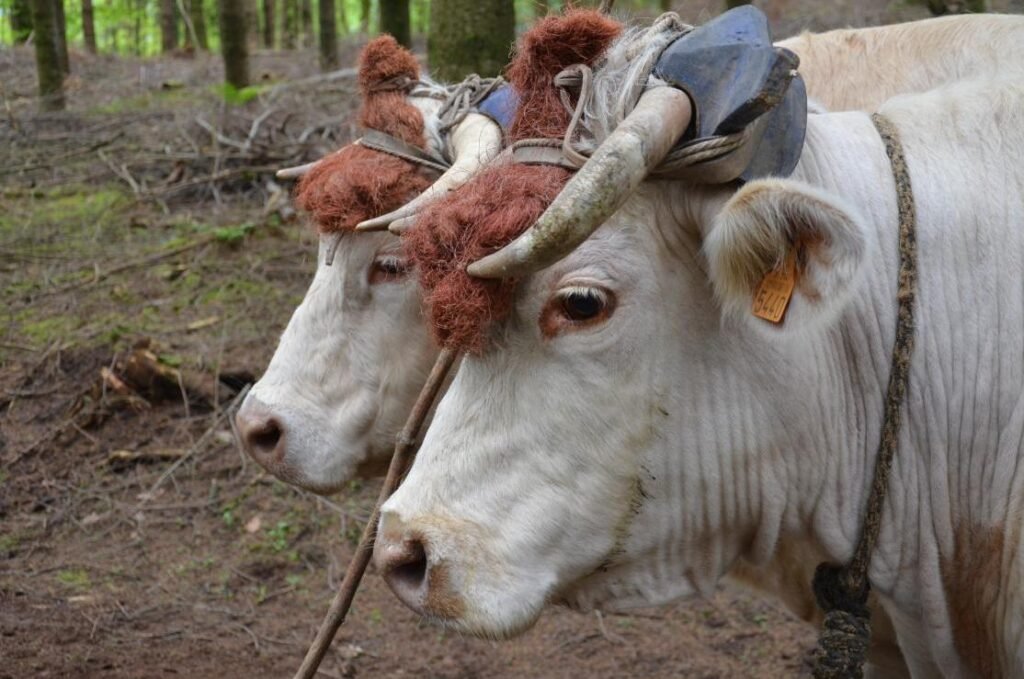 débardage billoux l souvigne 8 ok