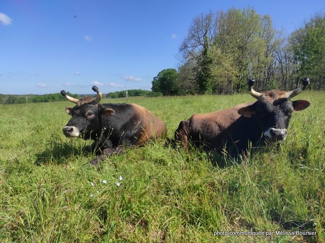 mélissa bousier (3)