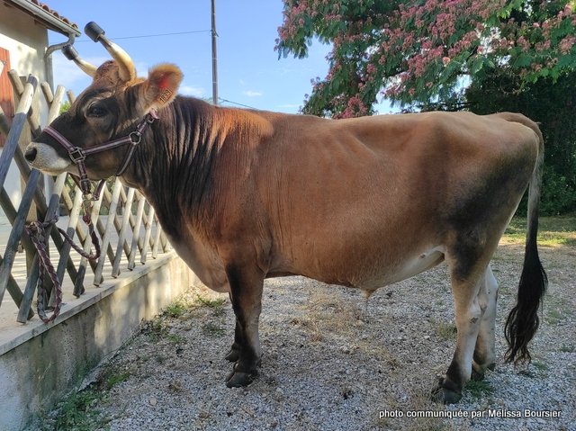 mélissa bousier (4)