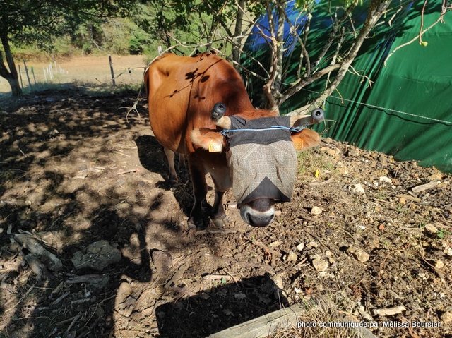 mélissa bousier (5)