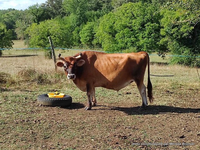 mélissa bousier (7)