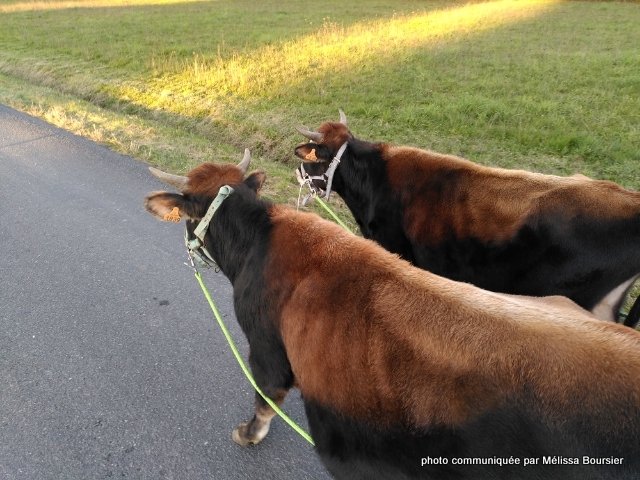 mélissa bousier (9)