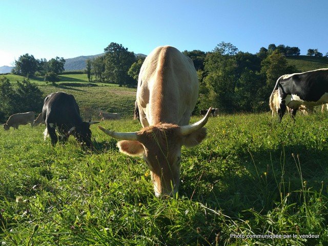 -137662084222659101-001