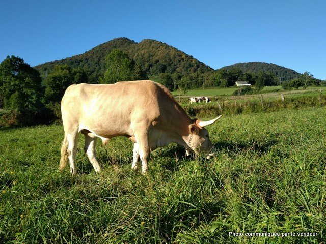 -2338845533930918015