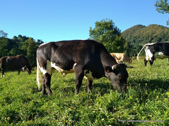 -4060476851732652704