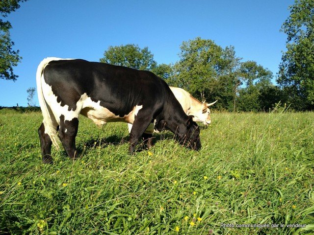 -4252924148932729783