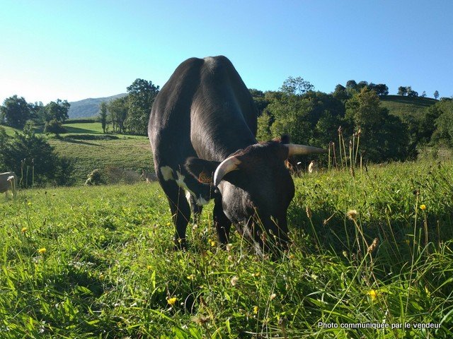 -7221301698043204679