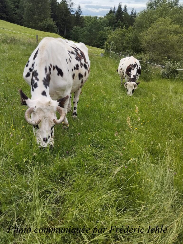 Peelish et de Peeshoo 4