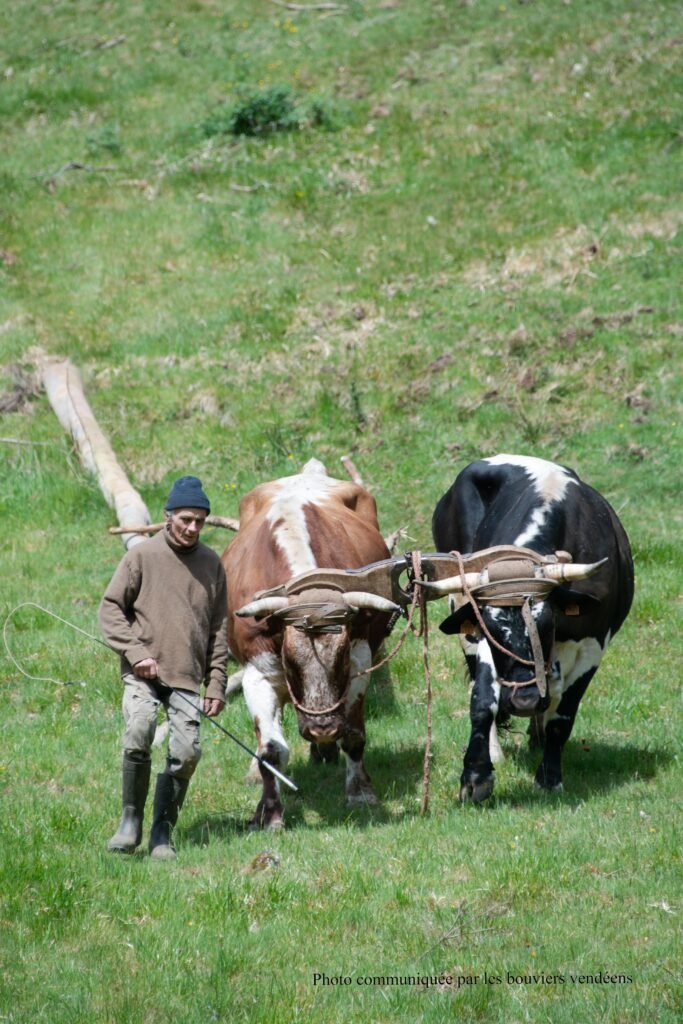 Philippe Kuhlmann debardage