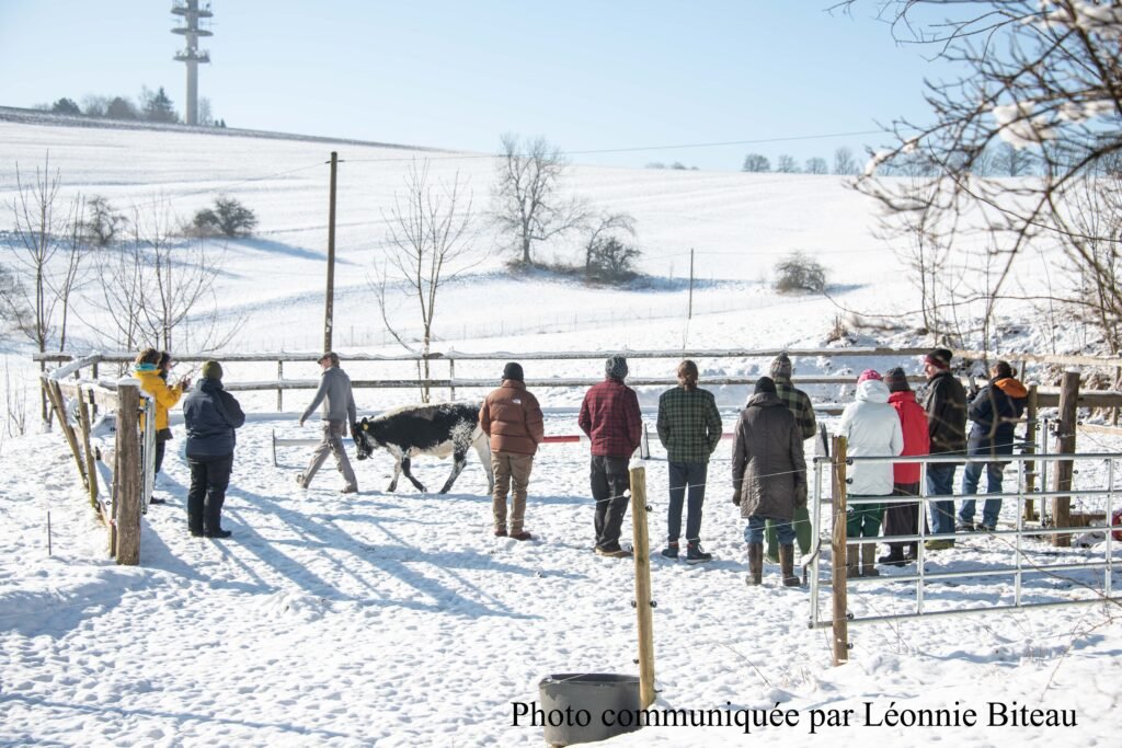 Anne, veau et groupe
