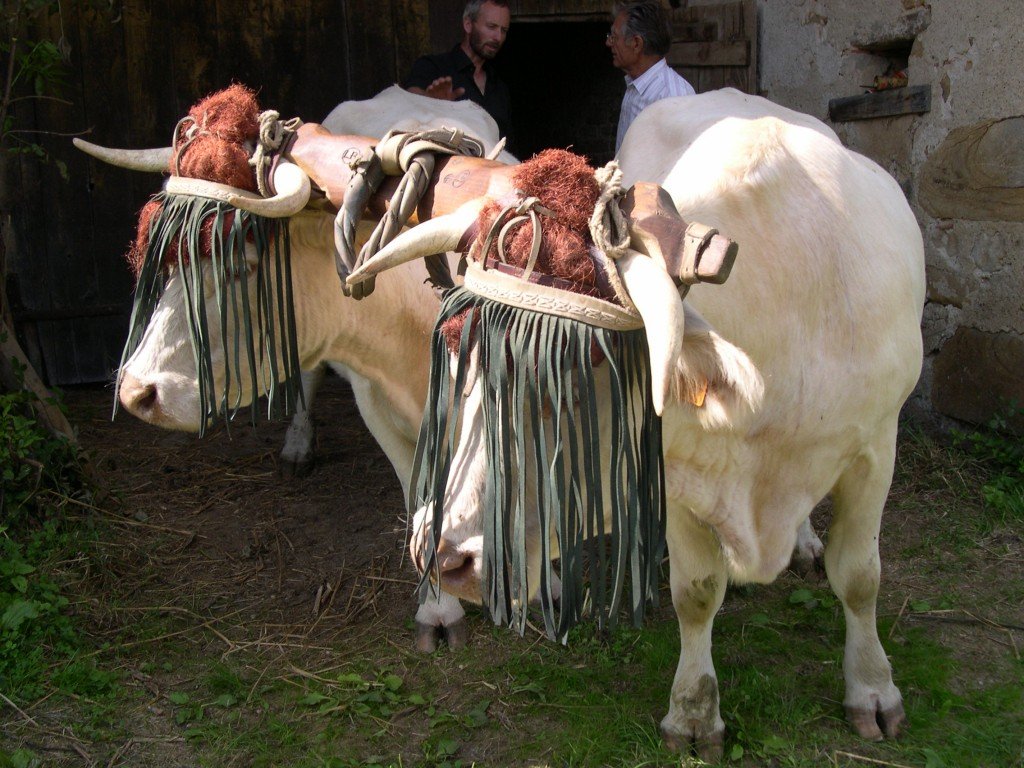 DSCN0050-1. attelage bovin