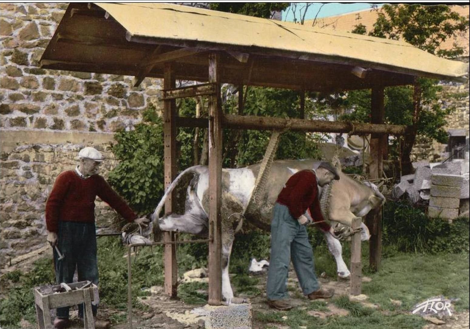 Le ferrage des vaches ou des bœufs