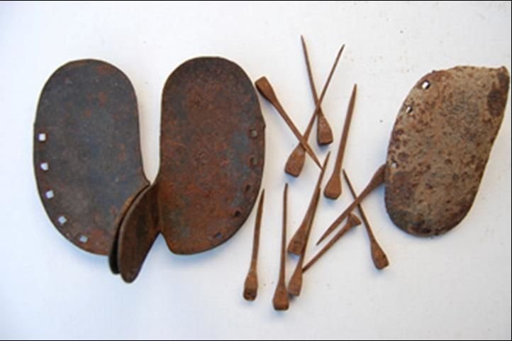 Le ferrage des vaches ou des bœufs