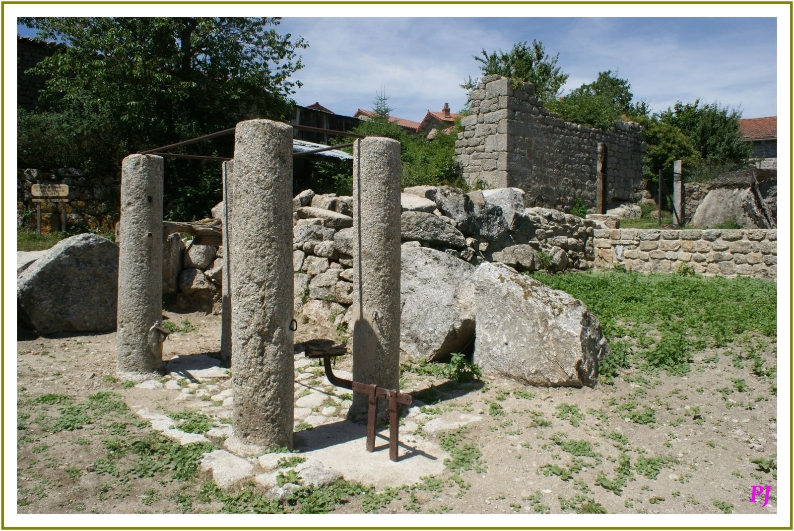 Le ferrage des vaches ou des bœufs